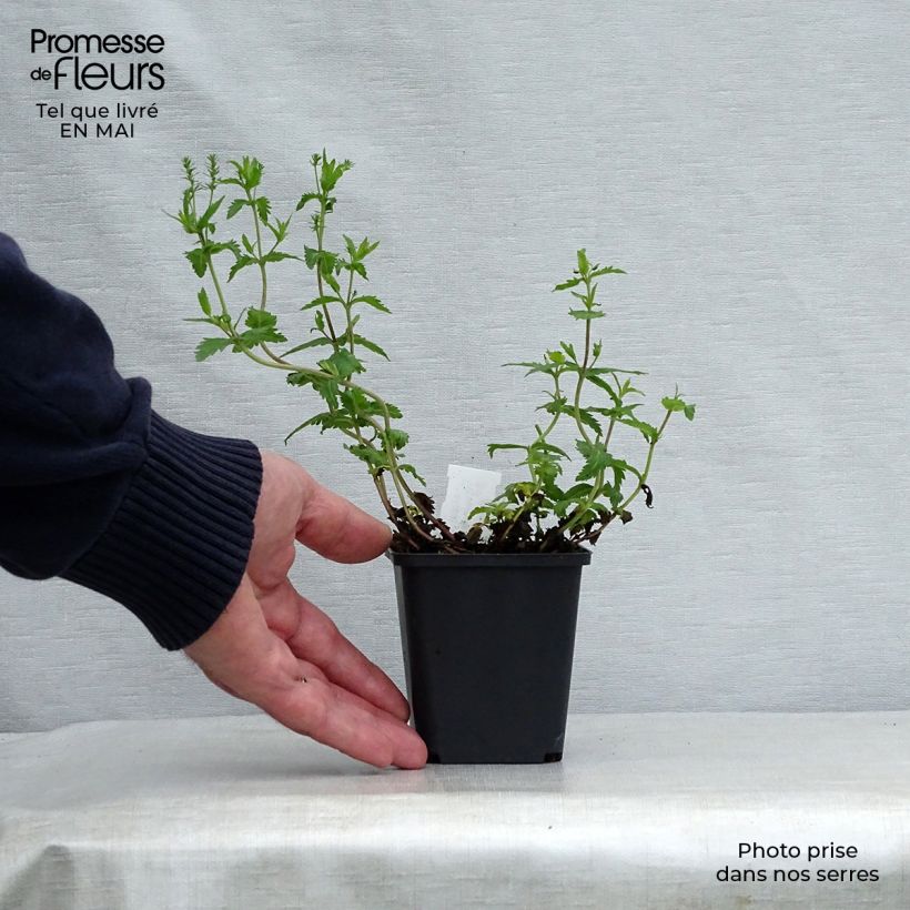 Veronica austriaca Knallblau 8/9 cm pot sample as delivered in spring