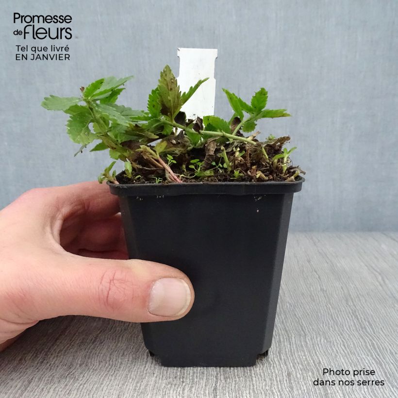 Veronica austriaca Knallblau 8/9 cm pot sample as delivered in winter