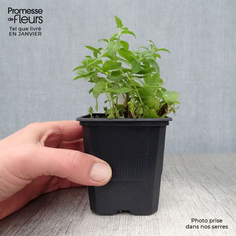 Veronica austriaca Royal Blue 8/9 cm pot sample as delivered in winter