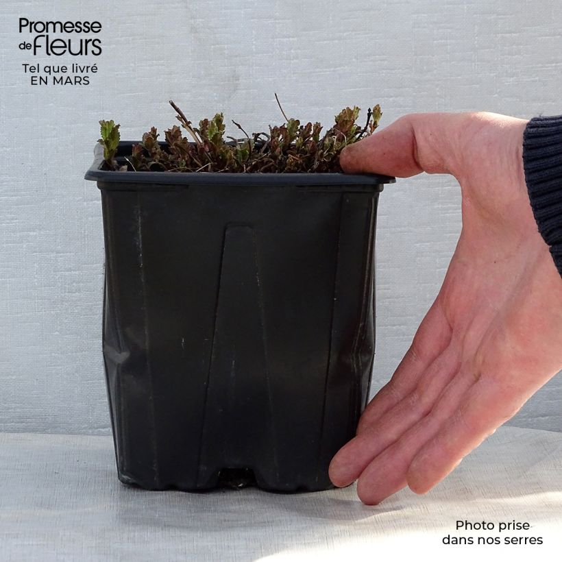 Veronica austriaca Royal Blue 2L/3L pot sample as delivered in spring