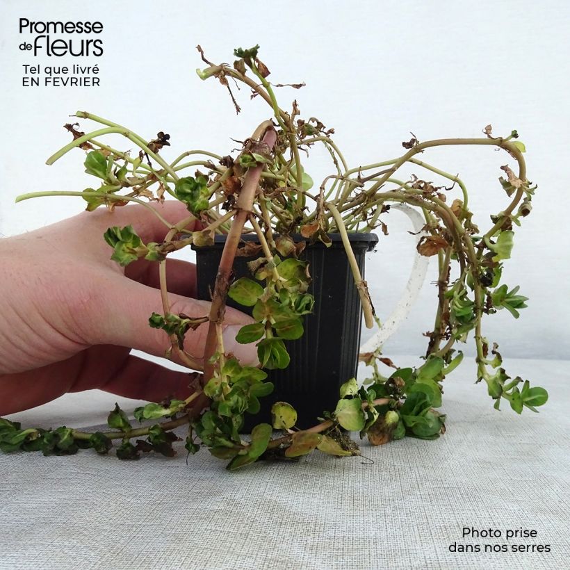 Veronica beccabunga 8/9 cm pot sample as delivered in winter