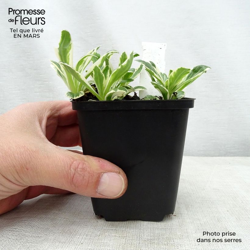 Veronica gentianoides Variegata 8/9 cm pot sample as delivered in spring