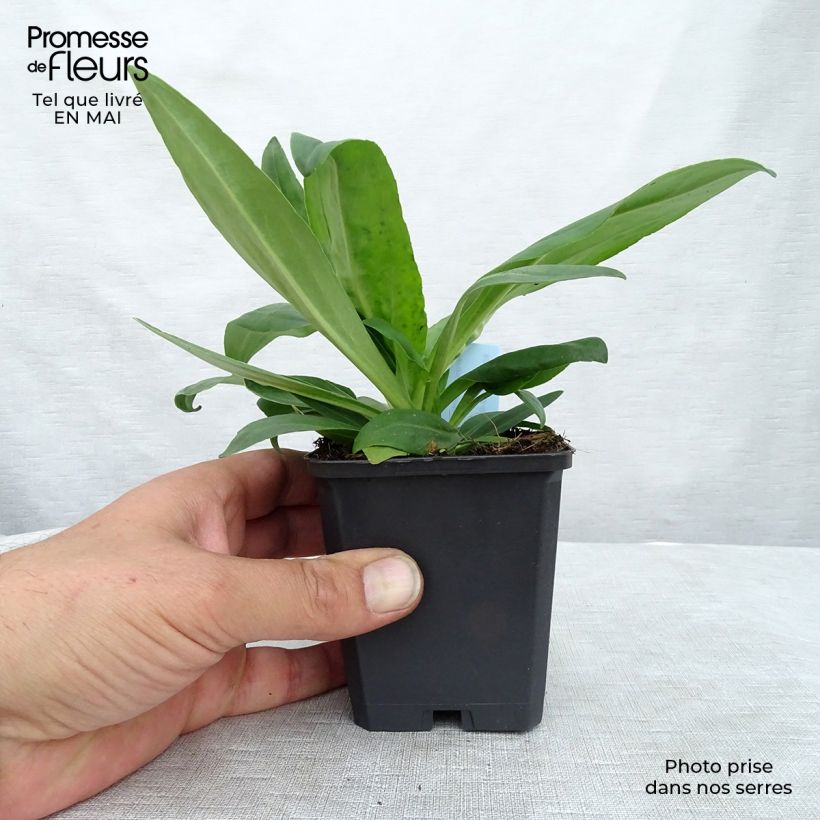 Veronica gentianoides 8/9 cm pot sample as delivered in spring