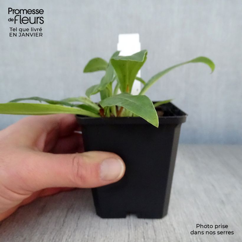 Veronica gentianoides 8/9 cm pot sample as delivered in winter