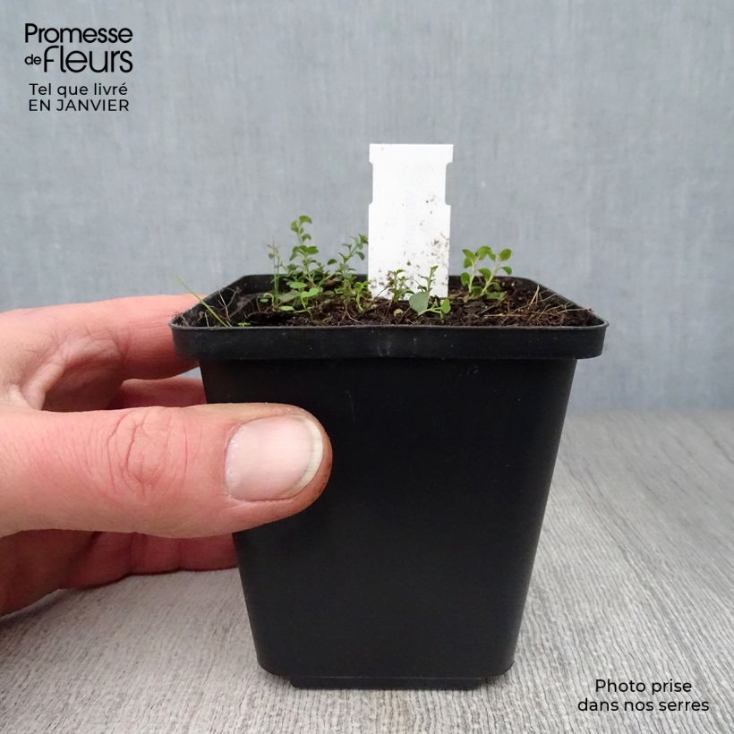 Veronica liwanensis 8/9 cm pot sample as delivered in winter