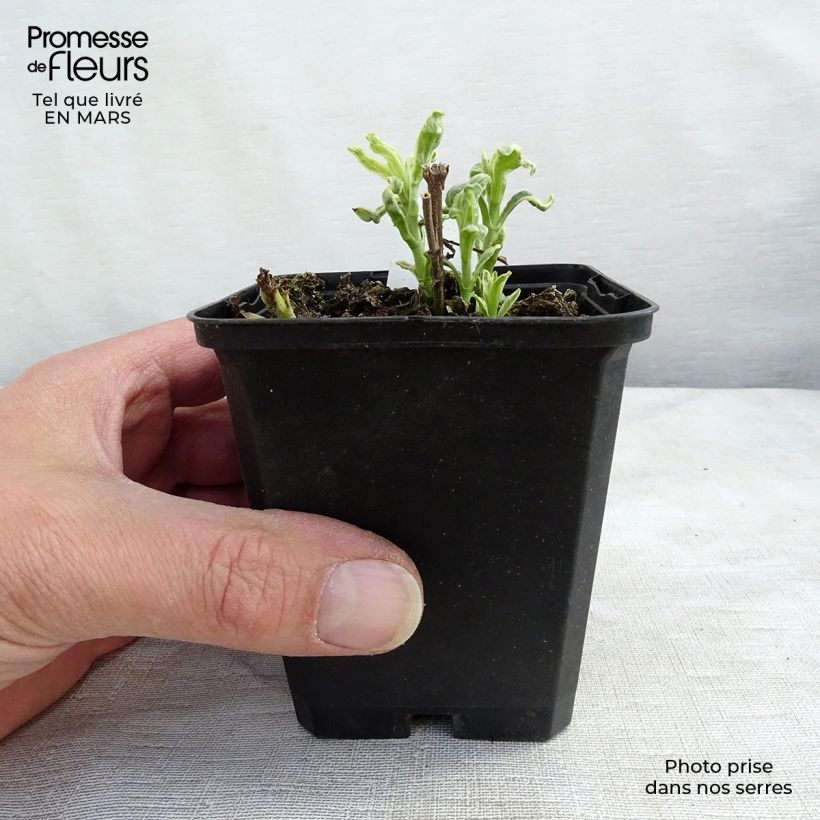 Veronica longifolia Charlotte 8/9 cm pot sample as delivered in winter