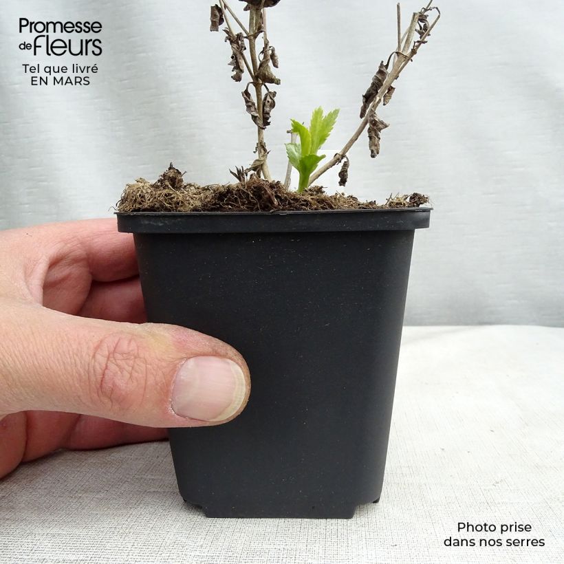 Veronica longifolia Lila Karina 8/9 cm pot sample as delivered in spring