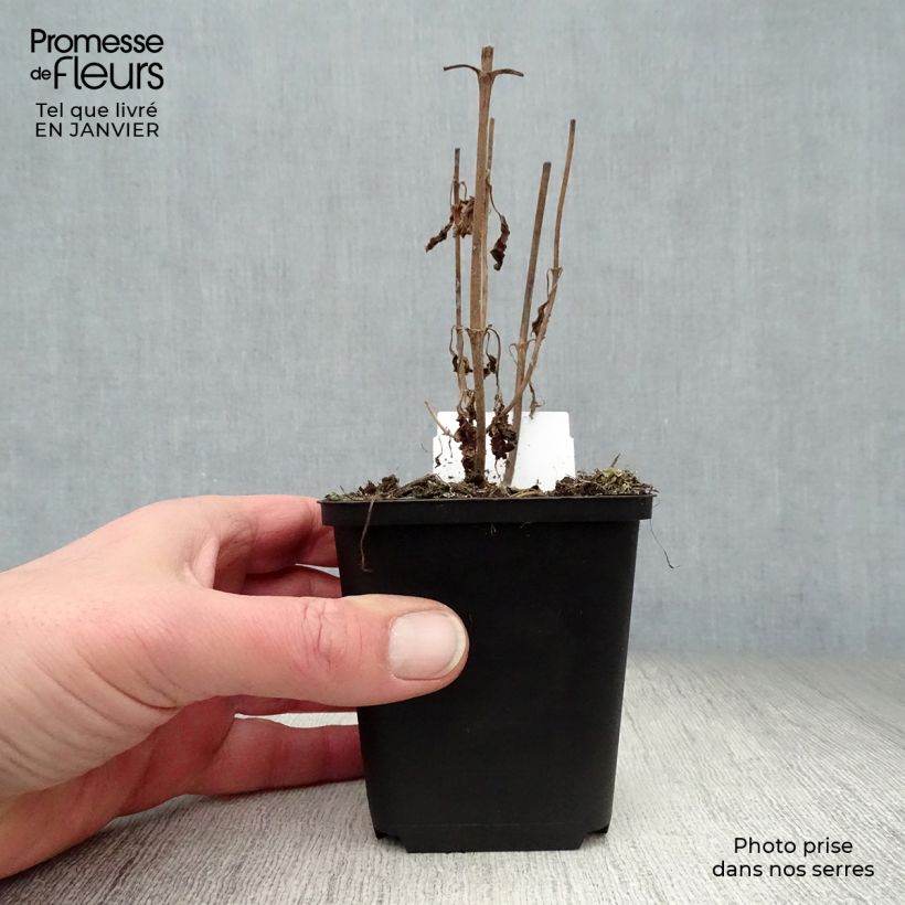 Veronica longifolia Marietta 8/9 cm pot sample as delivered in winter