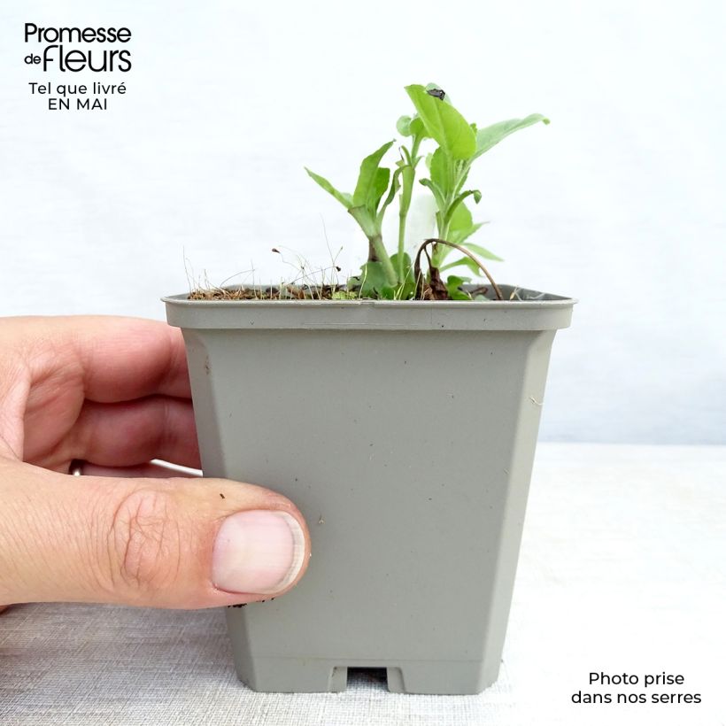 Veronica longifolia Pink Damask 8/9 cm pot sample as delivered in spring