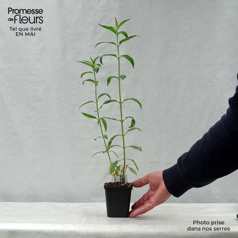 Veronica longifolia Schneeriesin 8/9 cm pot sample as delivered in spring