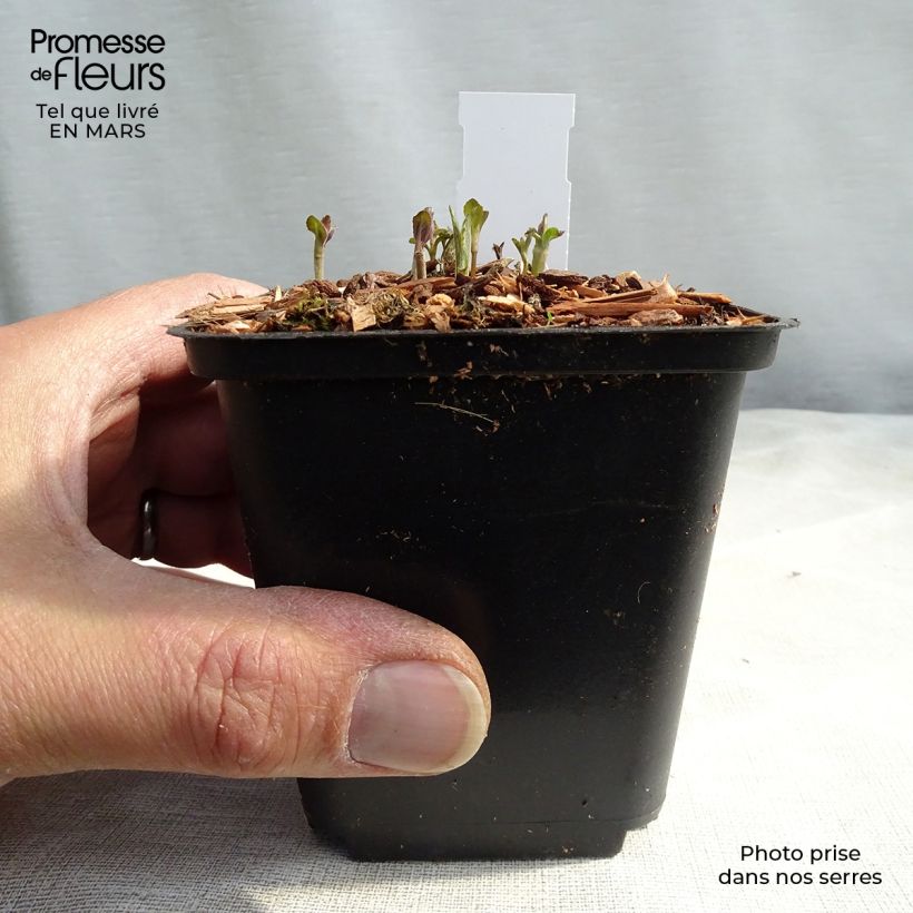 Veronica longifolia 8/9 cm pot sample as delivered in spring