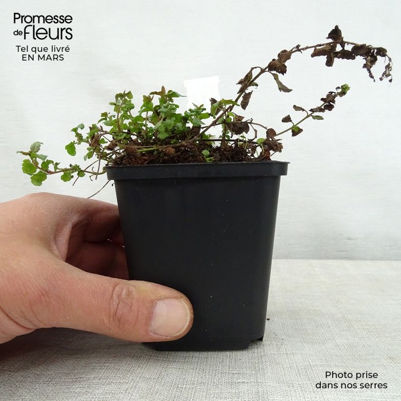 Veronica petraea Madame Mercier 8/9 cm pot sample as delivered in spring