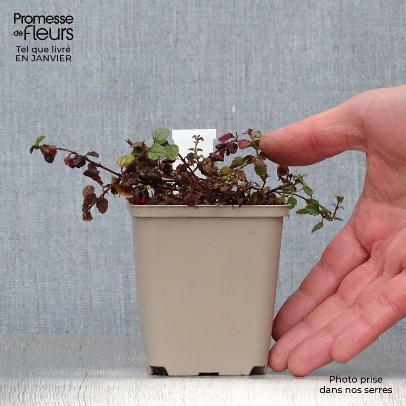 Veronica petraea Madame Mercier 8/9 cm pot sample as delivered in winter