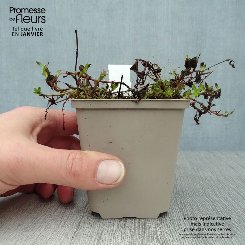 Veronica prostrata Mrs Holt 8/9 cm pot sample as delivered in winter