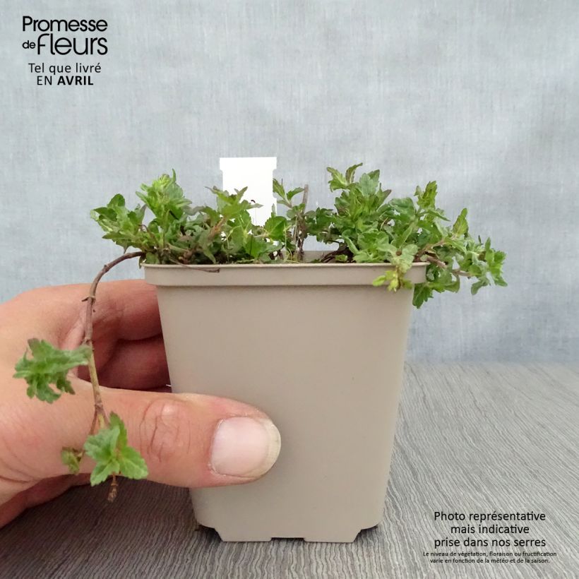 Veronica prostrata Mrs Holt 8/9 cm pot sample as delivered in spring