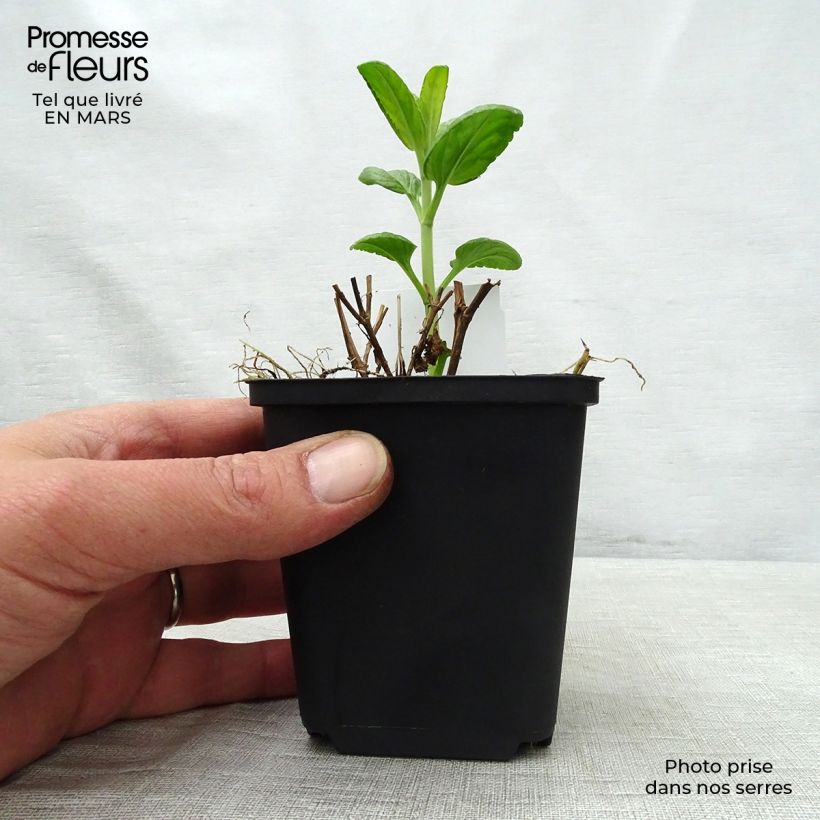 Veronica spicata Alba 8/9 cm pot sample as delivered in spring