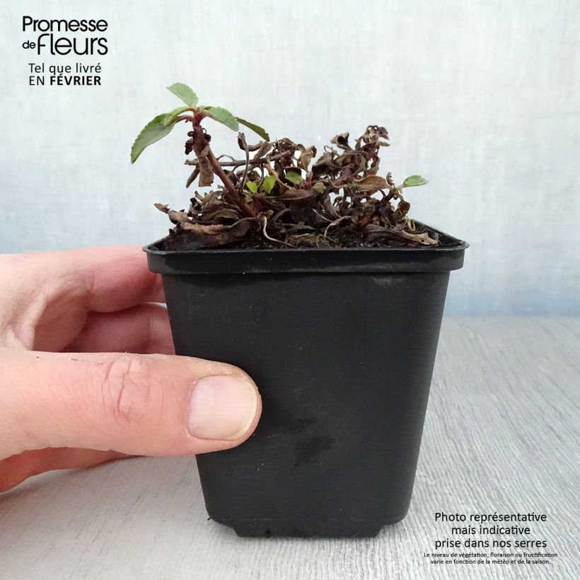 Veronica spicata Barcarolle 8/9 cm pot sample as delivered in winter