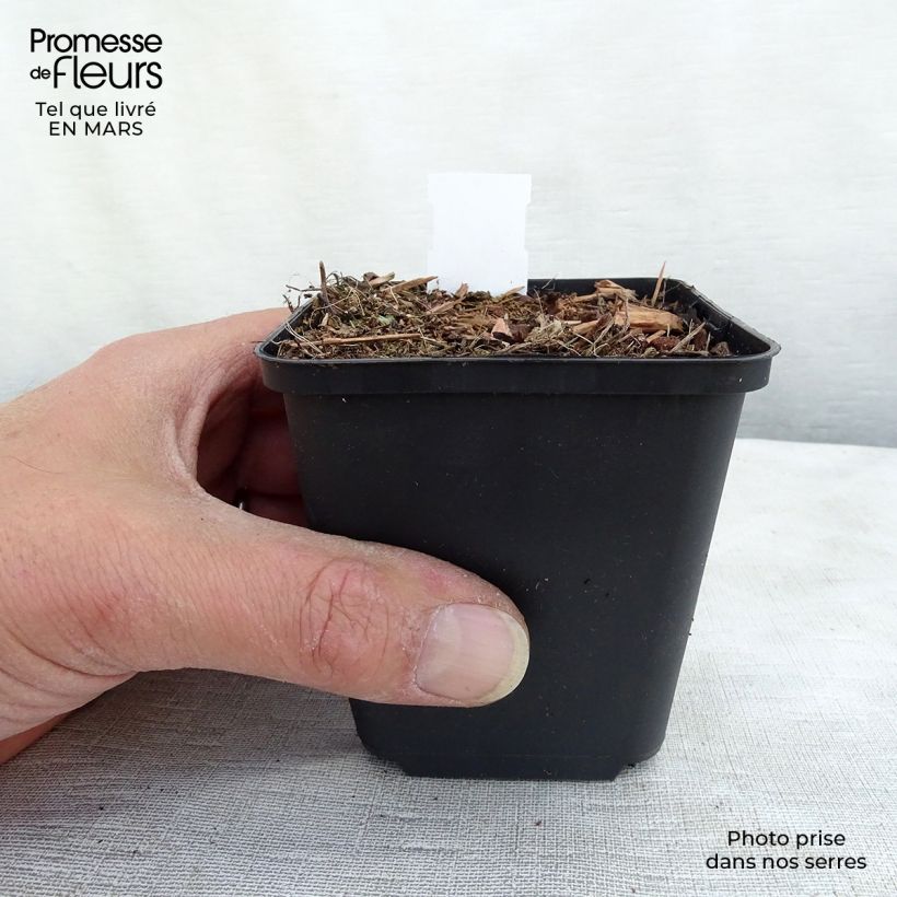 Veronica spicata Erika 8/9 cm pot sample as delivered in spring