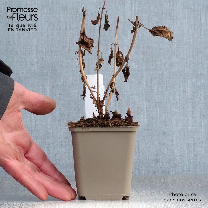 Veronica media First Love 8/9 cm pot sample as delivered in winter