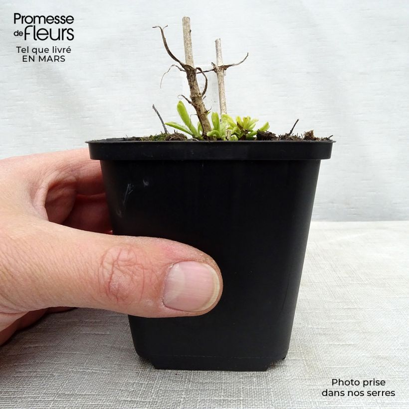 Veronica spicata Icicle 8/9 cm pot sample as delivered in spring