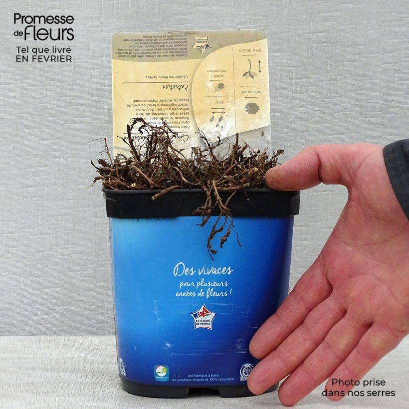 Veronica spicata Nana Blue 2L/3L pot sample as delivered in winter