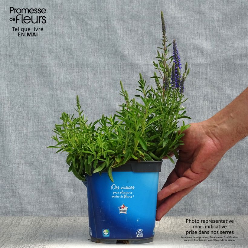 Veronica spicata Nana Blue 2L/3L pot sample as delivered in spring