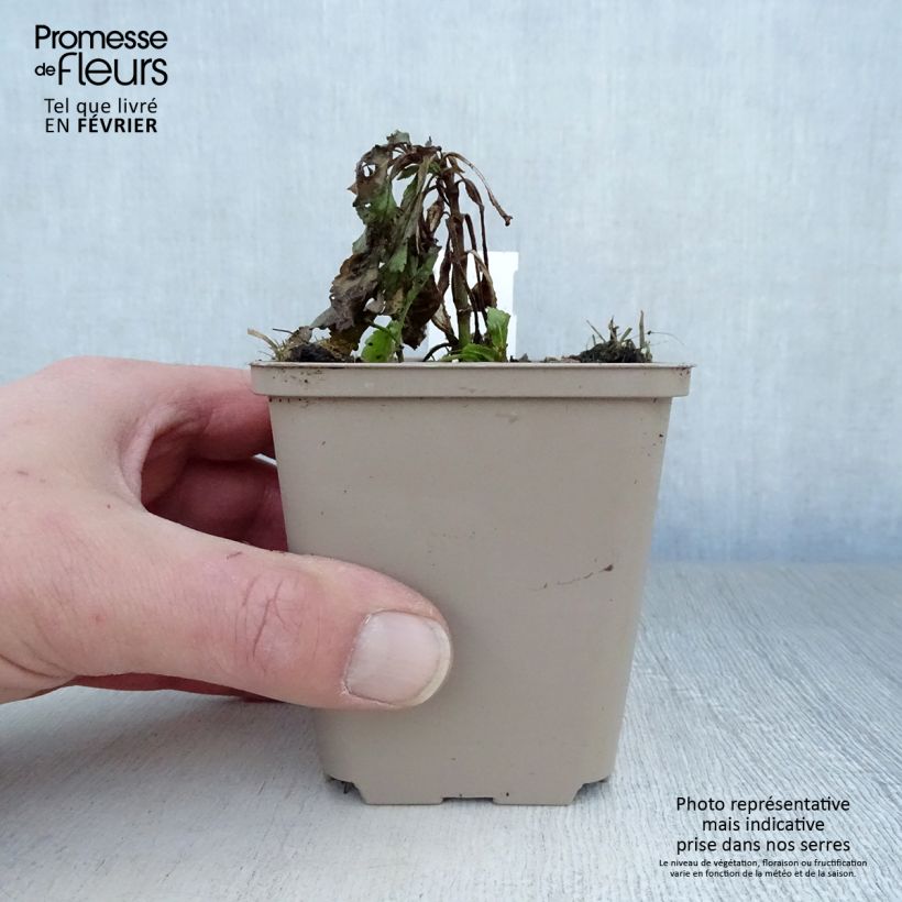 Veronica spicata Rotfuchs 8/9 cm pot sample as delivered in winter