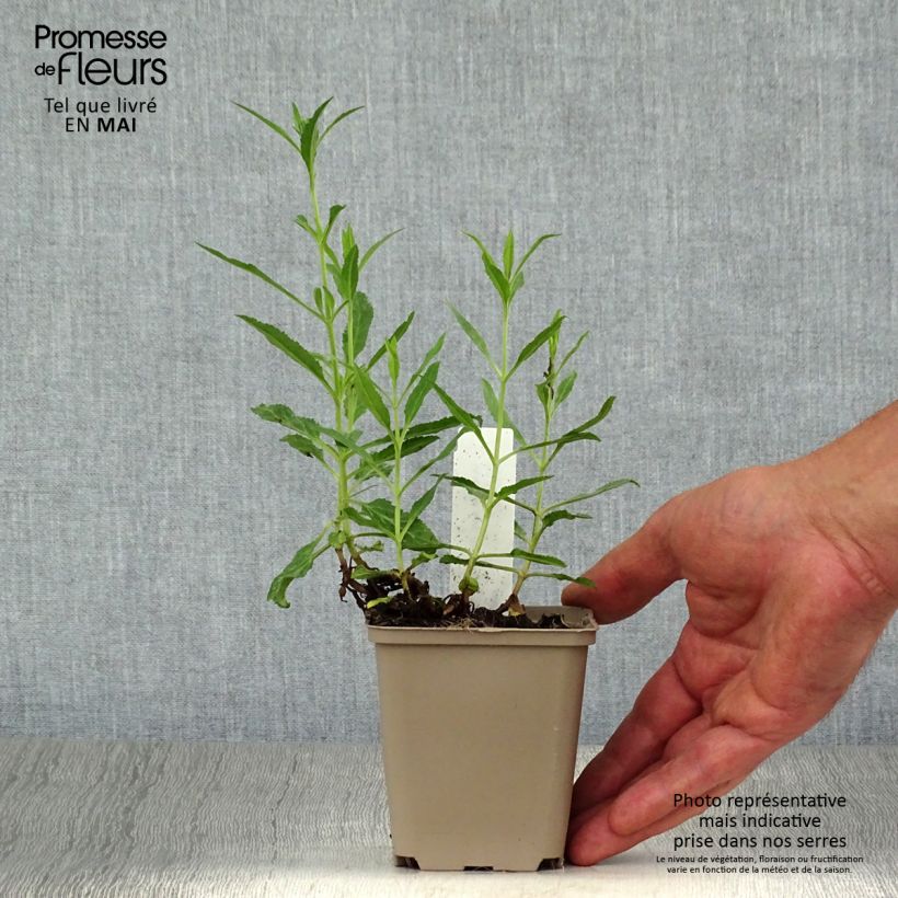 Veronica spicata Rotfuchs 8/9 cm pot sample as delivered in spring