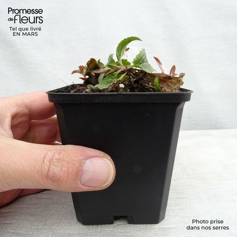 Veronica Royal Candles 8/9 cm pot sample as delivered in winter