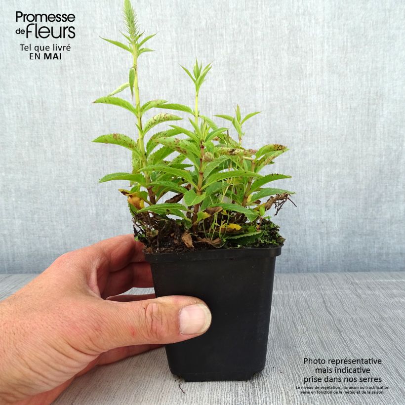 Veronica spicata Ulster Blue Dwarf 8/9 cm pot sample as delivered in spring