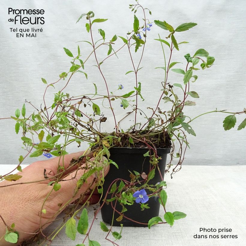 Veronica umbrosa Georgia Blue 8/9 cm pot sample as delivered in spring