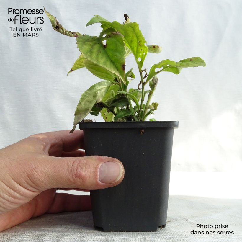 Veronicastrum villosulum 8/9 cm pot sample as delivered in spring