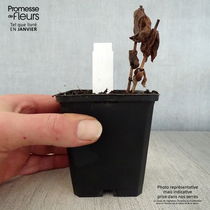 Veronicastrum virginicum Adoration 8/9 cm pot sample as delivered in winter