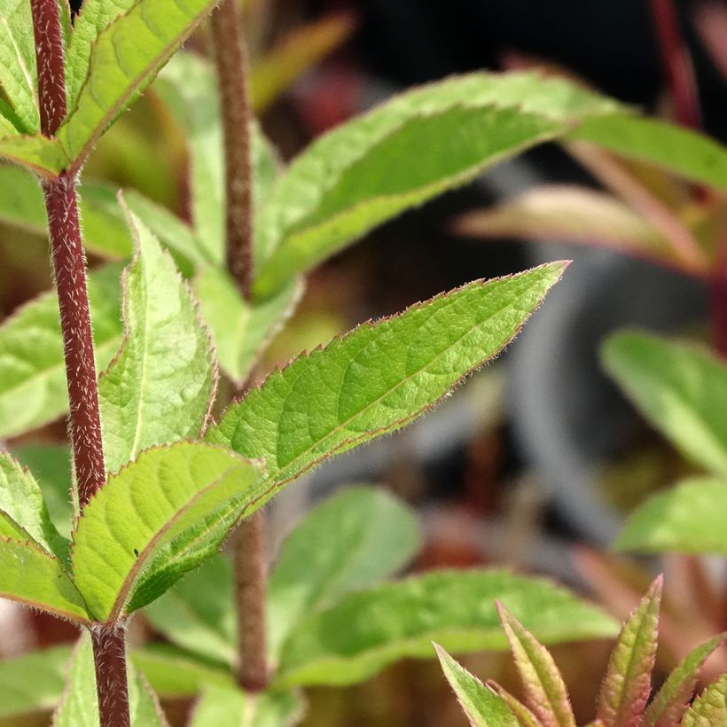 Veronicastrum virginicum Adoration (Foliage)