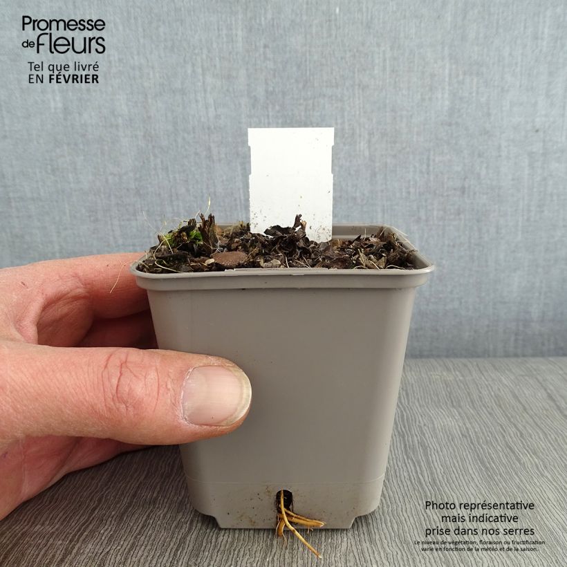 Veronicastrum virginicum Challenger 8/9 cm pot sample as delivered in winter