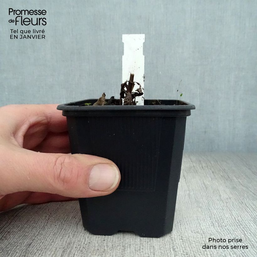 Veronicastrum virginicum Erica 8/9 cm pot sample as delivered in winter