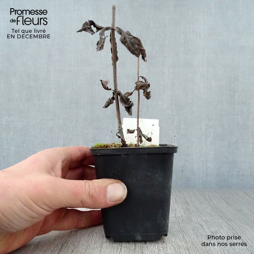 Veronicastrum virginicum Fascination 8/9 cm pot sample as delivered in winter