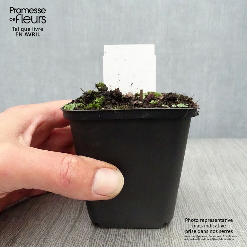 Veronicastrum virginicum Fascination 8/9 cm pot sample as delivered in spring