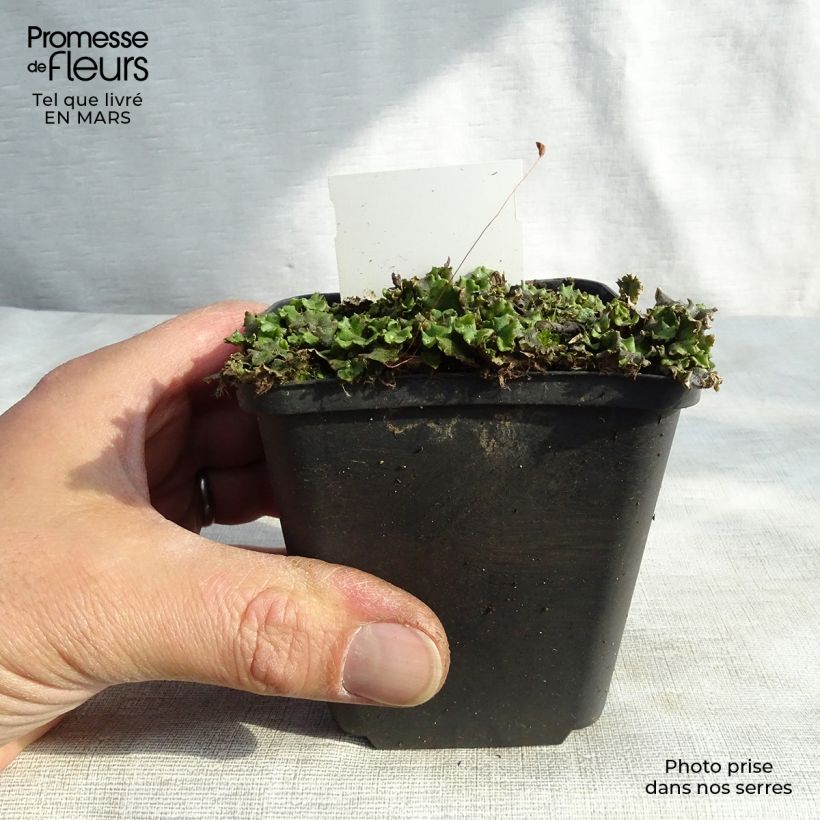 Veronicastrum virginicum Green Tip 8/9 cm pot sample as delivered in spring