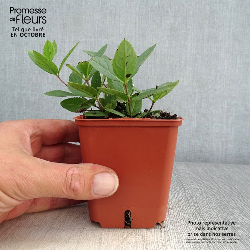 Veronicastrum virginicum Kleine Erika 8/9 cm pot sample as delivered in autumn