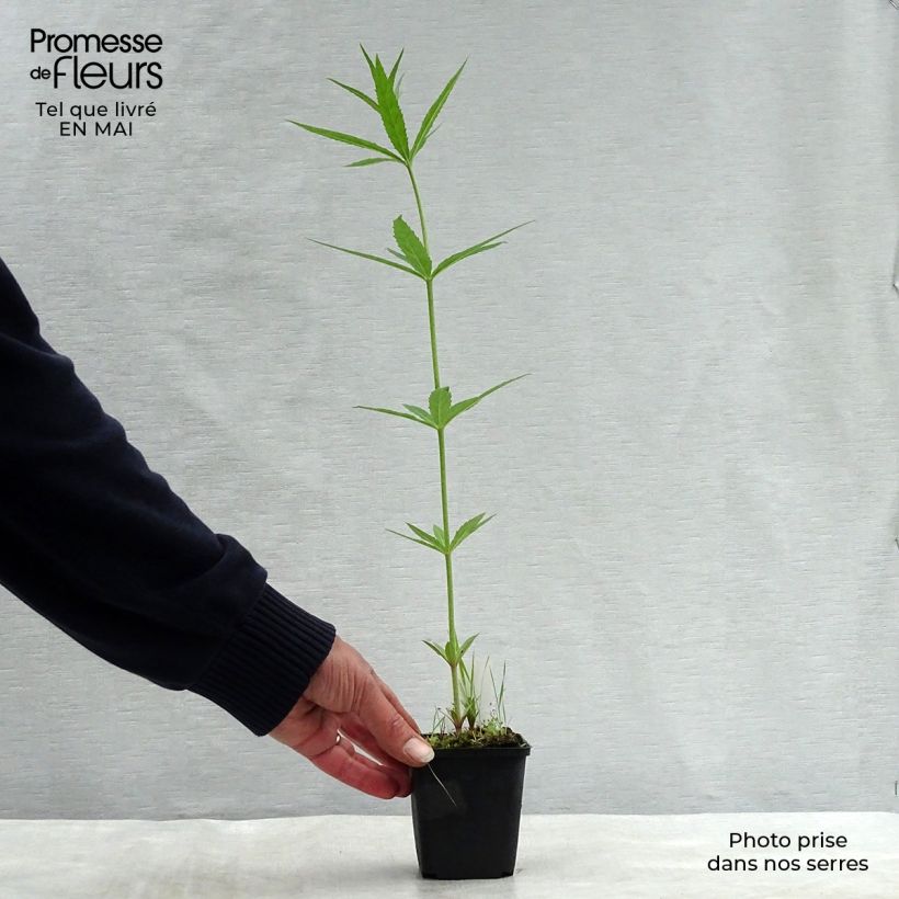 Veronicastrum virginicum Lavendelturm 8/9 cm pot sample as delivered in spring