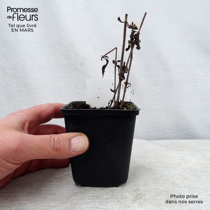 Veronicastrum virginicum Pink Glow 8/9 cm pot sample as delivered in spring