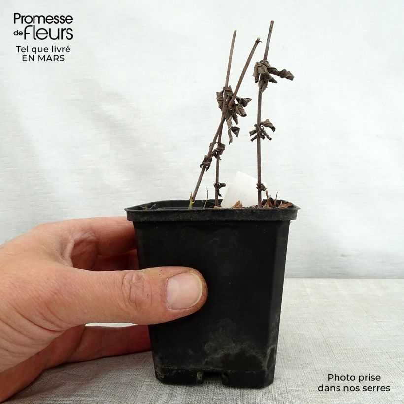 Veronicastrum virginicum Spring Dew 8/9 cm pot sample as delivered in spring