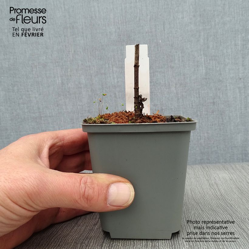 Veronicastrum virginicum Spring Dew 8/9 cm pot sample as delivered in winter