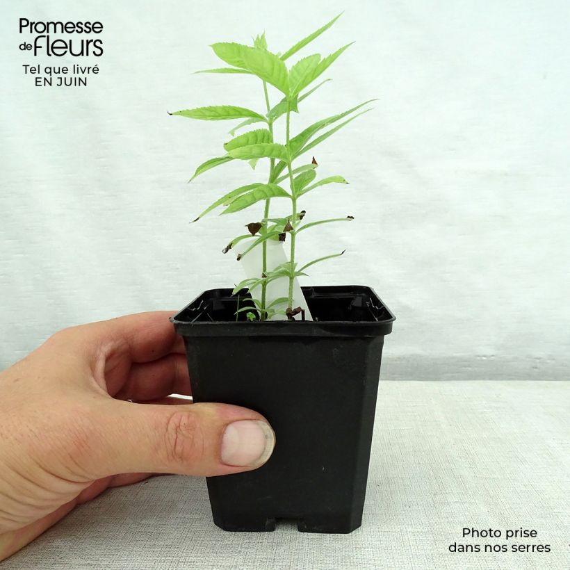 Veronicastrum virginicum Spring Dew 8/9 cm pot sample as delivered in summer