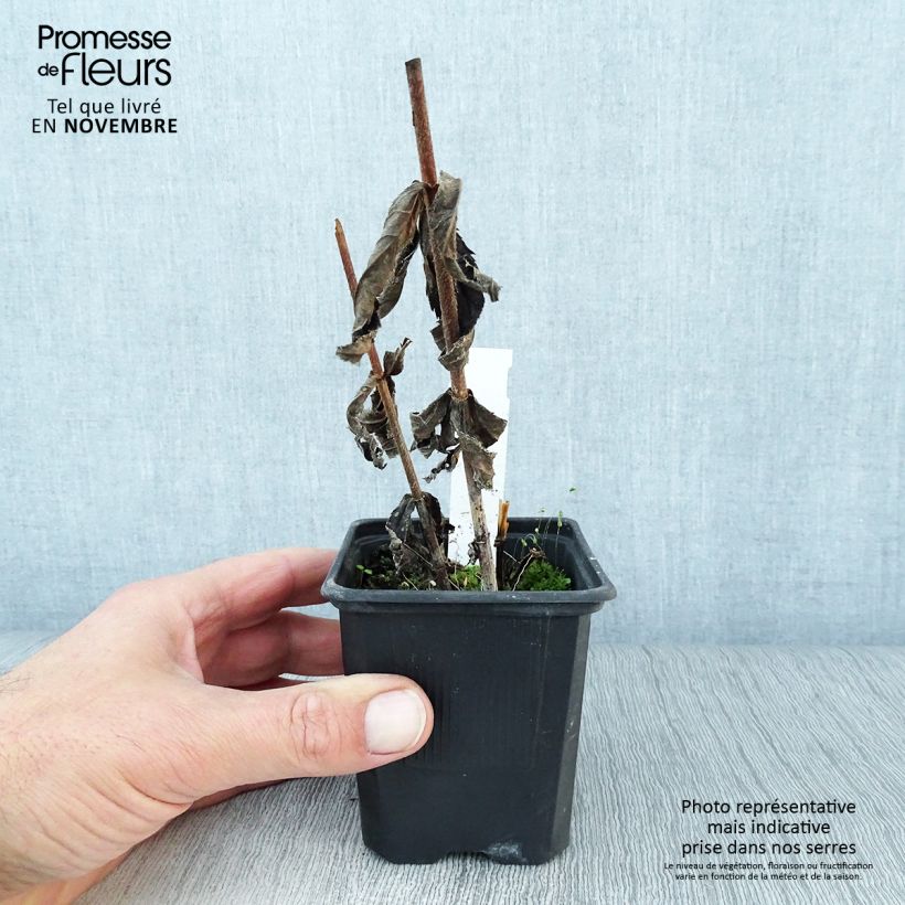 Veronicastrum virginicum Album 8/9 cm pot sample as delivered in autumn