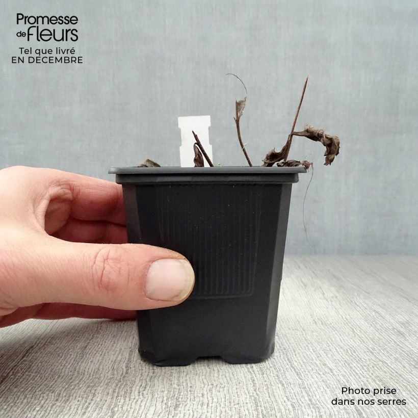 Veronicastrum virginicum Album 8/9 cm pot sample as delivered in winter