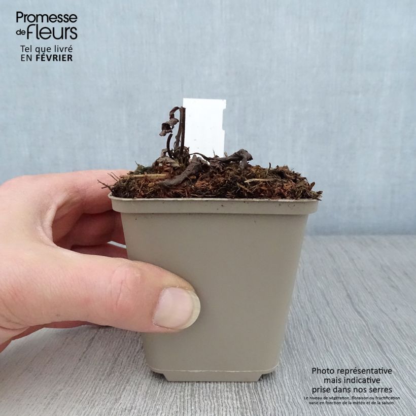 Veronicastrum virginicum Apollo 8/9 cm pot sample as delivered in winter