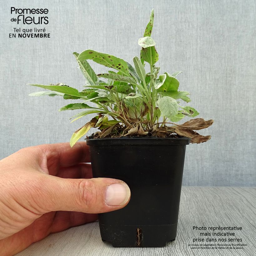 Veronica spicata subsp. incana Silbersee 8/9 cm pot sample as delivered in autumn