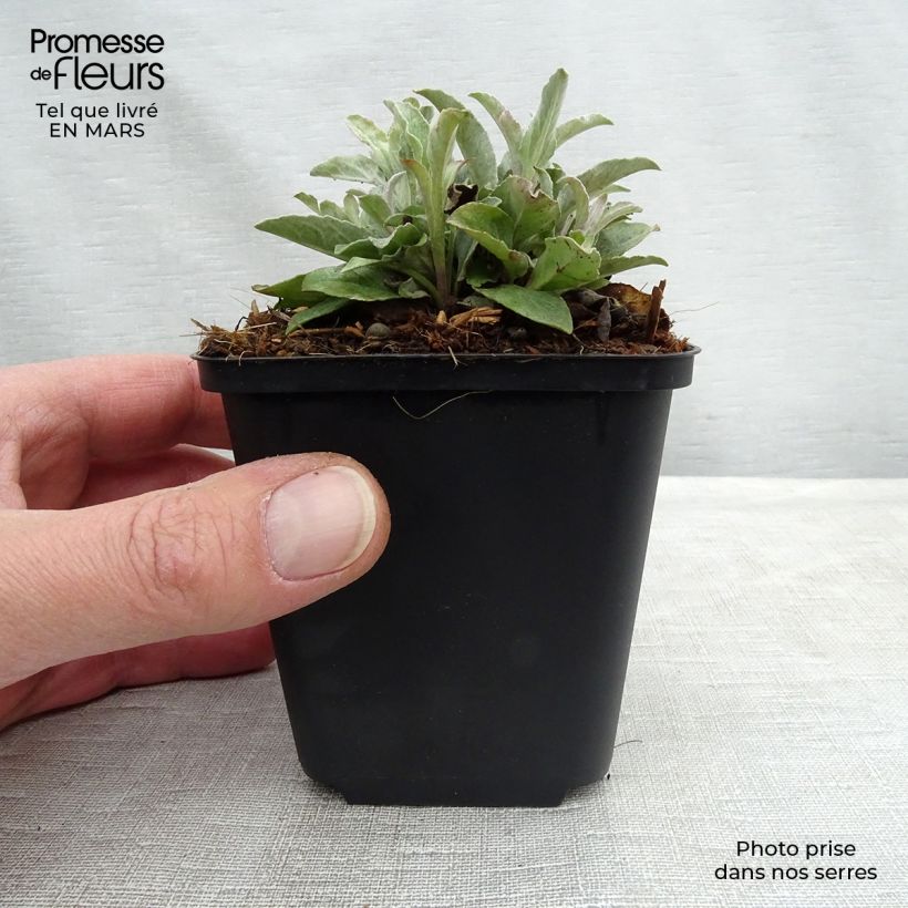 Veronica spicata subsp. incana Silbersee 8/9 cm pot sample as delivered in spring